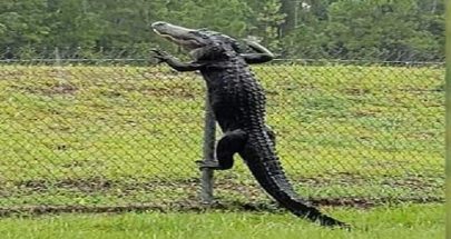 تمساح "رياضي" يتسلق سوراً عالياً ويتسلل إلى قاعدة عسكرية image