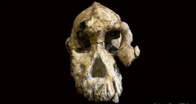 إثيوبيا: اكتشاف جمجمة لأسلاف الإنسان عمرها نحو أربعة ملايين عام image
