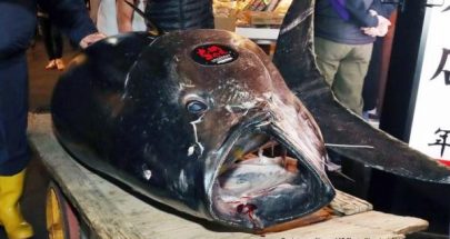 أكثر من 3 ملايين دولار ثمن سمكة تونة في اليابان.. من اشتراها؟ image