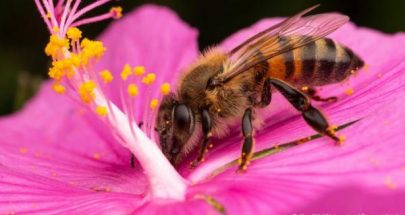 الزهور تسمع طنين النحل وتتفاعل معه! image