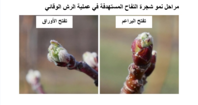مصلحة الابحاث العلمية الزراعية: لانذار مبكر الى مزارعي التفاح والعنب image
