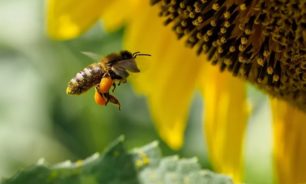 "عسل النحل" ينقذ حياة النساء؟ image