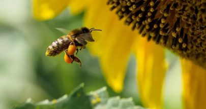 لماذا تتناقص أعداد النحل عالميًا؟ image