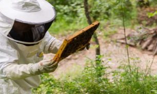 وزير البيئة يدعو لحماية النحل والتنوع البيولوجي المهدد عالمياً image