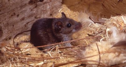 مزارع أسترالي يواجه الفئران بحرقها حية image