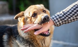 نقيب الأطباء البيطريين: للالتزام بارشادات وزارتي الصحة والزراعة بشأن داء الكلب image