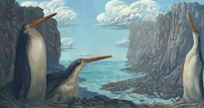 نيوزيلندا..اكتشاف أحافير لطيور البطريق العملاقة image