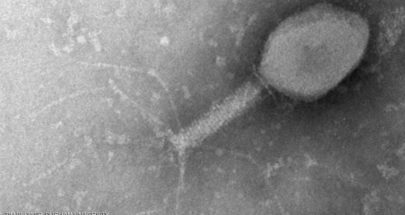 البكتيريا تطوّر مناعة قوية للحماية من الفيروسات image