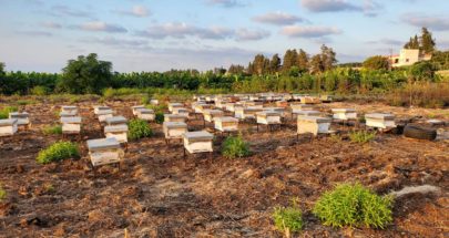 العسل الجنوبي يساهم في رفع المستوى الاقتصادي للأسرة ورش المبيدات يؤذي النحل image
