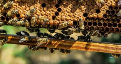 امرأة بريطانية تصدم بوجود 30 ألف نحلة في جدار منزلها image