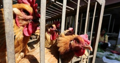 اكتشاف بؤرة لإنفلونزا الطيور في مزرعة بالجولان السوري المحتل image