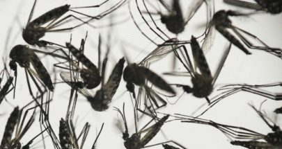 العلماء يكشفون سر لدغ البعوض لأشخاص محددين دون غيرهم… image