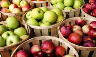 مخاوف لدى مزارعي التفاح في الضنية image