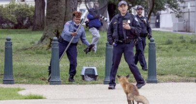 أنثى ثعلب ترعب محيط الكونغرس الأميركي image