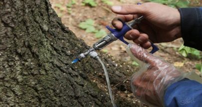 الروس يبتكرون دواء نانويا ضد فطريات الأشجار image