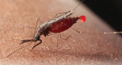 علماء يفكون شيفرة جينوم بعوض الملاريا image
