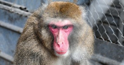 الصحة العالمية تعلن عدد الإصابات بجدري القردة عالميا image