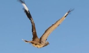 10 معلومات اعرفها عن طائر الحبارى الأفريقى.. أبرزها مهدد بالانقراض image