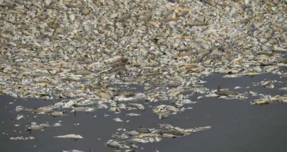 بولندا: لا نستبعد المواد السامة في نفوق أسماك نهر أودر image