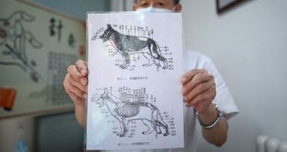 الوخز بالإبر علاج للكلاب والقطط في الصين image