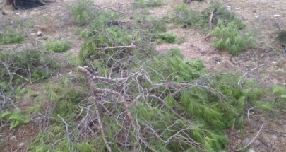 مجهولون يقطعون اشجار الصنوبر في غابة برقايل والاهالي يطالبون بكشف المرتكبين image