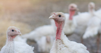 اليابان تقضي على 150 ألف دجاجة بسبب إنفلونزا الطيور image