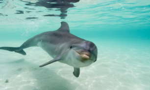"أمر لا يصدق" يحدث عندما تتعاون الدلافين والبشر! image
