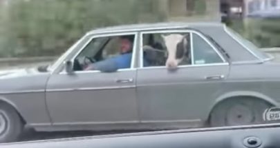 الأبقار في السيارات... الوضع خرج عن السيطرة! image