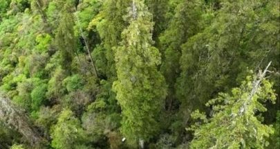 العثور على أطول شجرة في آسيا.. image