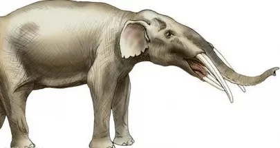 أسلاف الأفيال.. اكتشاف مقبرة لحيوانات انقرضت من 5 ملايين سنة image