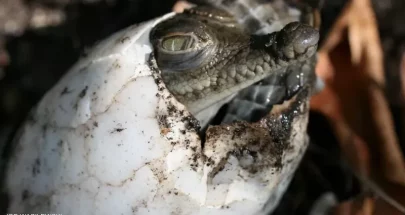 أنثى تمساح تحمل بدون ذكر.. وعلماء يفسرون الظاهرة image