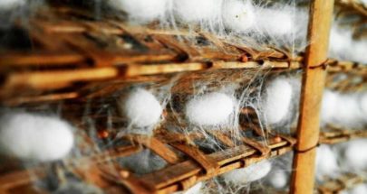 الصينيون يطورون سلالة من دودة القز تنتج حرير عنكبوت فائق القوة image