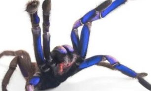 اكتشاف نوع جديد من العناكب في تايلاند image