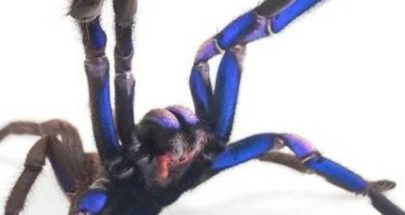اكتشاف نوع جديد من العناكب في تايلاند image
