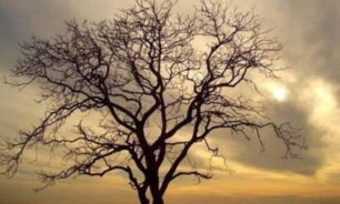 فيديو غريب.. غابة كاملة بجذع شجرة واحدة في الأردن image