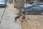 بالفيديو: كلب مسعور يقضي على حياة طفل في صور image