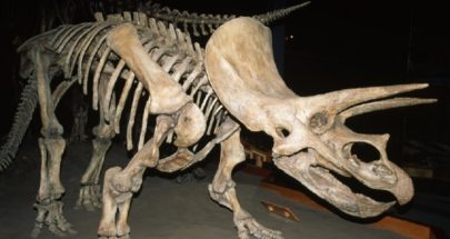 العلماء يدعون إلى تعديل أسماء الديناصورات "الجنسية" image