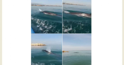 فريق درب عكار: صيادون وثقوا ظهر حوت في بحر عكار image