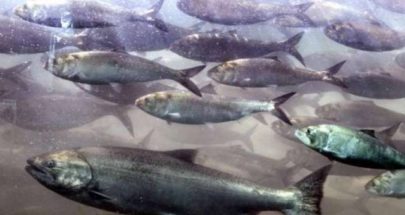 كاليفورنيا تحظر صيد سمك السلمون للعام الثاني على التوالي image