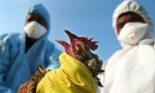 الصحة العالمية تتخوف من تفشي إنفلونزا الطيور بين البشر: "أخطر من كوفيد 19" image