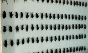 اليكم إجراءات مكافحة حشرة الـ"Calosoma Olivieri"... image