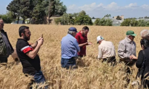 خبراء من وزارة الزراعة و"أكساد" جالوا على حقول القمح الطري في عكار image