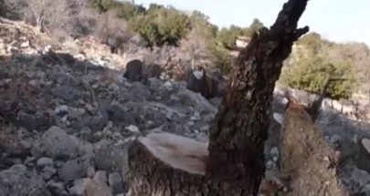 توقيف 7 سوريين داخل جبانة باب الرمل اثناء محاولتهم قطع الاشجار المعمرة image