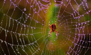 علماء الفيزياء يثبتون أن نسيج العنكبوت عبارة عن "ميكروفون" طبيعي حساس للغاية image