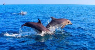 العلماء يضعون قاعدة بيانات لدلافين مهددة بالانقراض image