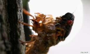 تريليونات من حشرات "الزومبي" تجتاح ولايات أميركية image